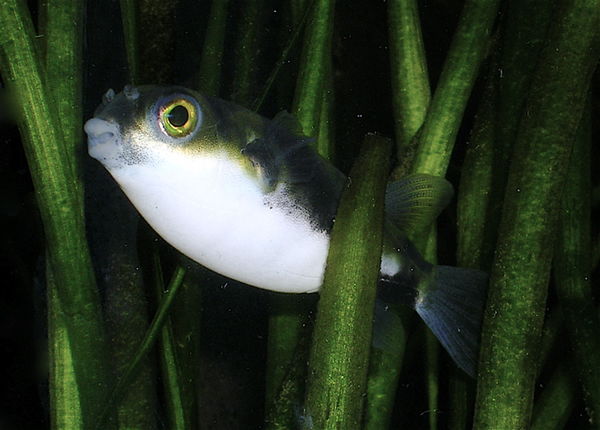 Assel-Kugelfisch – Colomesus asellus