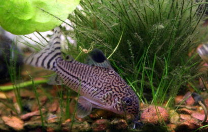 Juli-Panzerwels – Corydoras julii