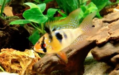 Schmetterlingsbuntbarsch – Mikrogeophagus ramirezi