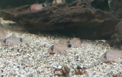 Panda-Panzerwels – Corydoras panda