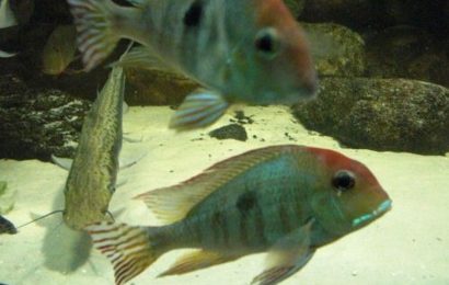 Geophagus tapajos “Red Head”