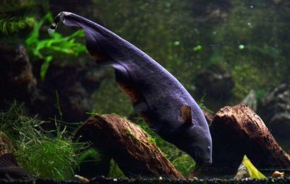 Weißstirn-Messerfisch – Apteronotus albifrons