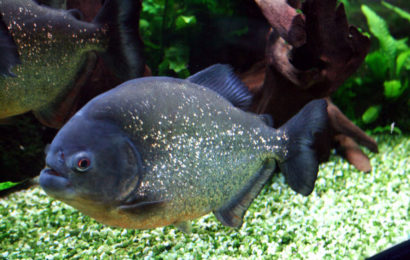 Roter Piranha – Pygocentrus nattereri