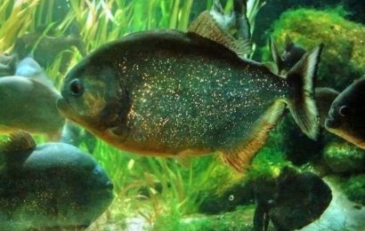 Piraya-Piranha – Pygocentrus piraya