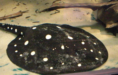 Potamotrygon leopoldi