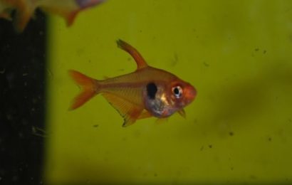 Roter Phantomsalmler – Hyphessobrycon sweglesi