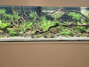 Aquascaping