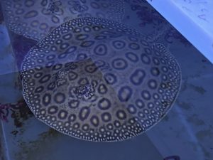 Potamotrygon marbled motoro x jabuti MINI Weibchen Nr. 2