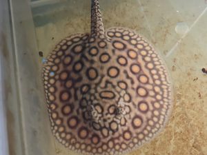 Potamotrygon marbled motoro MINI Venezuela Weibchen W4