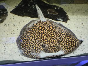 Potamotrygon marbled motoro MINI Kolumbien Zuchtpärchen (Nur Abholung)