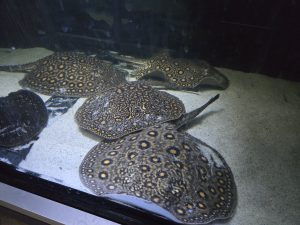 Potamotrygon marbled motoro MINI Venezuela 5er Zuchtgruppe (Nur Abholung)