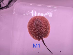 Potamotrygon marbled motoro MINI Venezuela Männchen M1