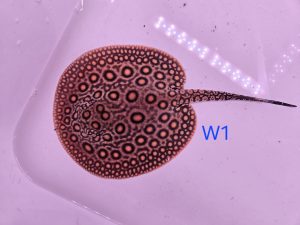 Potamotrygon marbled motoro MINI Venezuela Weibchen W1