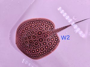 Potamotrygon marbled motoro MINI Venezuela Weibchen W2