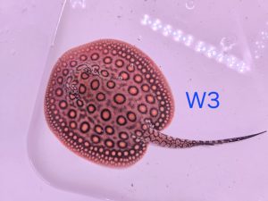 Potamotrygon marbled motoro MINI Venezuela Weibchen W3