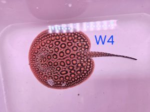 Potamotrygon marbled motoro MINI Venezuela Weibchen W4