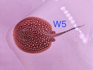 Potamotrygon marbled motoro MINI Venezuela Weibchen W5