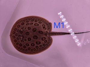 Potamotrygon marbled motoro x jabuti MINI Männchen M1