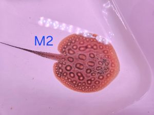 Potamotrygon marbled motoro x jabuti MINI Männchen M2