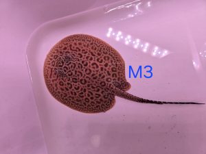 Potamotrygon marbled motoro x jabuti MINI Männchen M3