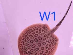Potamotrygon marbled motoro x jabuti MINI Weibchen W1