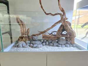 Hardscape-Set: Lava Pebbles + Curl Wood für 80x40cm (WYSIWYG) Ausstellung